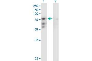 Western Blot analysis of CENPB expression in transfected 293T cell line by CENPB MaxPab polyclonal antibody. (CENPB 抗体  (AA 1-599))