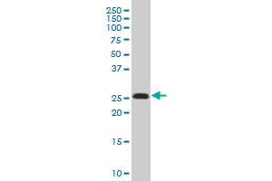Western Blotting (WB) image for anti-Killer Cell Lectin-Like Receptor Subfamily C, Member 1 (KLRC1) (AA 1-70) antibody (ABIN561607)