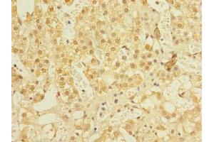 Immunohistochemistry of paraffin-embedded human adrenal gland tissue using ABIN7161600 at dilution of 1:100 (NIF3L1 抗体  (AA 1-377))