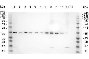 Western Blot of Rabbit anti-SMAD3 pS423 pS425 antibody. (SMAD3 抗体  (pSer423, pSer425))