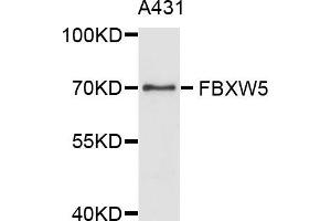 Western blot analysis of extract of A431 cells, using FBXW5 antibody. (FBXW5 抗体)