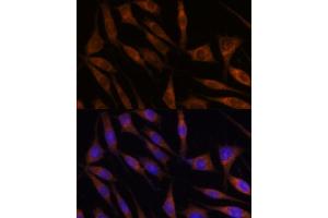 Immunofluorescence analysis of L929 cells using C18orf8 antibody (ABIN7266379) at dilution of 1:100. (C18orf8 抗体  (AA 1-300))