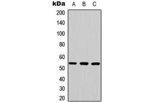 Western blot analysis of JNK2 expression in K562 (A), mouse brain (B), rat brain (C) whole cell lysates. (JNK2 抗体  (Center))