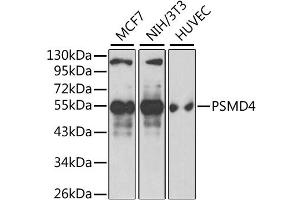 Western blot analysis of extracts of various cell lines, using PSMD4 antibody. (PSMD4/ASF 抗体)