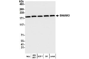 Western Blotting (WB) image for anti-SH3 and Multiple Ankyrin Repeat Domains 3 (SHANK3) (AA 1475-1525) antibody (ABIN7449919)