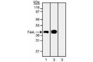 Western blot analysis of Fas Ligand (FasL). (FASL 抗体)