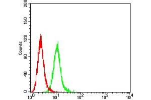 Flow cytometric analysis of HeLa cells using ALDH1A1 mouse mAb (green) and negative control (red). (ALDH1A1 抗体  (AA 1-110))