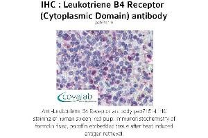 Image no. 1 for anti-Leukotriene B4 Receptor (LTB4R) (2nd Cytoplasmic Domain) antibody (ABIN1736421) (Leukotriene B4 Receptor/BLT 抗体  (2nd Cytoplasmic Domain))