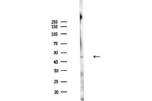 anti-G Protein-Coupled Receptor 182 (GPR182) (C-Term) antibody
