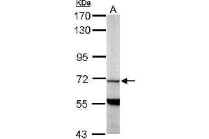 WB Image Sample (50 ug of whole cell lysate) A: Mouse brain 7. (PDE9A 抗体  (N-Term))