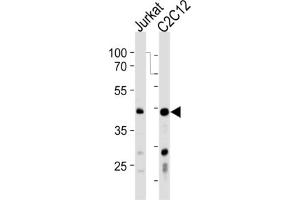Western Blotting (WB) image for anti-Polymerase (DNA-Directed), delta Interacting Protein 3 (POLDIP3) antibody (ABIN3001314) (POLDIP3 抗体)