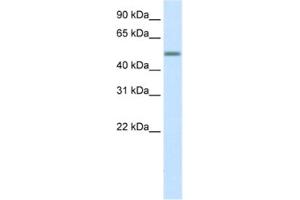 Western Blotting (WB) image for anti-Zinc Finger Protein 823 (ZNF823) antibody (ABIN2460604) (ZNF823 抗体)