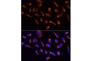 Immunofluorescence (IF) image for anti-NADH Dehydrogenase (Ubiquinone) Fe-S Protein 1, 75kDa (NADH-Coenzyme Q Reductase) (NDUFS1) (AA 80-290) antibody (ABIN7268819)