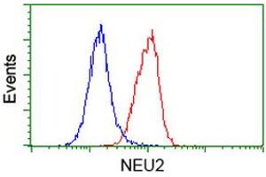 Flow cytometric Analysis of Hela cells, using anti-NEU2 antibody (ABIN2454605), (Red), compared to a nonspecific negative control antibody, (Blue). (NEU2 抗体)