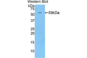 Western Blotting (WB) image for anti-Chromogranin B (Secretogranin 1) (CHGB) (AA 40-326) antibody (ABIN1858402) (CHGB 抗体  (AA 40-326))