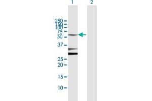 Western Blotting (WB) image for anti-POU domain, class 2, transcription factor 2 (POU2F2) (AA 1-400) antibody (ABIN519047)
