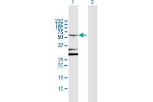 Western Blot analysis of POU2F2 expression in transfected 293T cell line by POU2F2 MaxPab polyclonal antibody. (Oct-2 抗体  (AA 1-400))