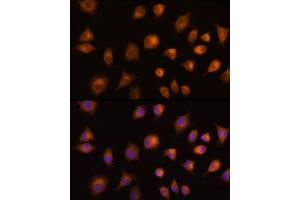 Immunofluorescence (IF) image for anti-Pyruvate Kinase M1/2 (PKM) (AA 11-221) antibody (ABIN6145714)
