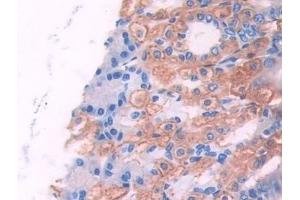 Detection of UMODL1 in Mouse Stomach Tissue using Polyclonal Antibody to Uromodulin Like Protein 1 (UMODL1) (UMODL1 抗体  (AA 34-306))