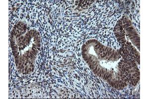 Image no. 2 for anti-Estrogen-Related Receptor gamma (ESRRG) (AA 24-263) antibody (ABIN1491251) (ESRRG 抗体  (AA 24-263))