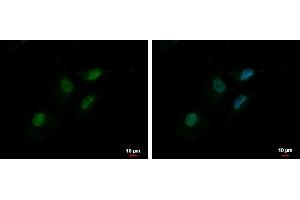 ICC/IF Image MTA2 antibody [C3], C-term detects MTA2 protein at nucleus by immunofluorescent analysis.