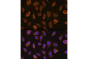 Immunofluorescence analysis of L929 cells using VHL Rabbit pAb (ABIN7271338) at dilution of 1:100. (VHL 抗体  (AA 1-100))