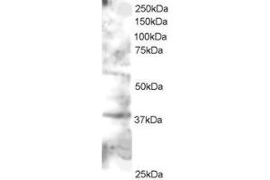 Western Blotting (WB) image for anti-GRB2-Related Adaptor Protein 2 (GRAP2) (C-Term) antibody (ABIN2465791) (GRAP2 抗体  (C-Term))