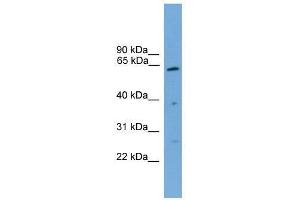 PSMD3 antibody used at 0. (PSMD3 抗体  (Middle Region))