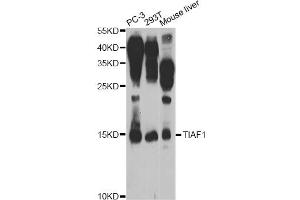 Western blot analysis of extracts of various cell lines, using TIAF1 Antibody (ABIN5974465) at 1/1000 dilution. (TIAF1 抗体)