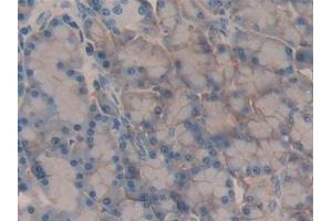 Detection of CD147 in Rat Pancreas Tissue using Polyclonal Antibody to Cluster Of Differentiation 147 (CD147) (CD147 抗体  (AA 59-321))
