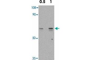 Western blot analysis of SNW1 in mouse skeletal muscle tissue lysate with SNW1 polyclonal antibody  at 0. (SNW1 抗体  (C-Term))