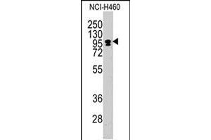 Western blot analysis of CEBPZ polyclonal antibody  in NCI-H460 cell line lysates (35 ug/lane). (CEBPZ 抗体  (C-Term))