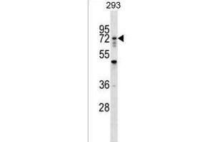 RN Antibody (N-term) (ABIN1538831 and ABIN2849150) western blot analysis in 293 cell line lysates (35 μg/lane). (RNF112 抗体  (N-Term))