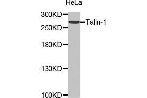 Western Blotting (WB) image for anti-Talin 1 (TLN1) (AA 1-220) antibody (ABIN1683044) (TLN1 抗体  (AA 1-220))