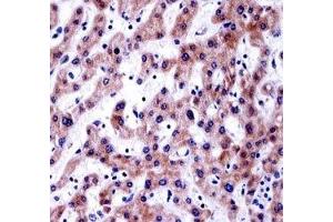 AKT1S1 antibody immunohistochemistry analysis in formalin fixed and paraffin embedded human liver tissue. (PRAS40 抗体  (AA 227-256))