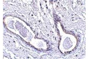 Immunohistochemistry (IHC) image for anti-Family with Sequence Similarity 175, Member A (FAM175A) (N-Term) antibody (ABIN1031306) (CCDC98 抗体  (N-Term))