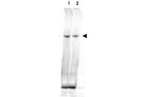 Image no. 2 for anti-Nipped-B like Protein (NIPBL) (AA 344-356) antibody (ABIN401167) (NIPBL 抗体  (AA 344-356))
