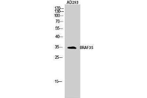 Western Blotting (WB) image for anti-High Mobility Group 20B (HMG20B) (N-Term) antibody (ABIN3183539) (HMG20B 抗体  (N-Term))