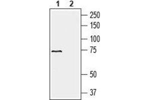 Western Blotting (WB) image for anti-Solute Carrier Family 41, Member 2 (SLC41A2) (AA 78-91), (Extracellular) antibody (ABIN7043730)