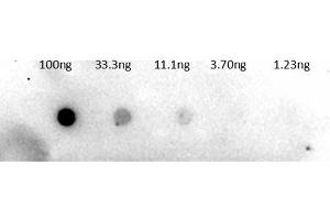 Dot Blot of Rabbit Anti-Trypsinogen Antibody Biotin Conjugation. (Trypsinogen 抗体  (Biotin))