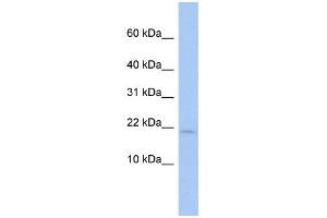 WB Suggested Anti-SH3BGRL Antibody Titration:  0. (SH3BGRL 抗体  (Middle Region))