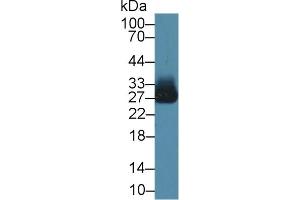 Detection of AZU in Human Liver lysate using Polyclonal Antibody to Azurocidin (AZU) (Azurocidin 抗体  (AA 23-247))