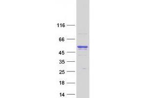 Validation with Western Blot (ANKFY1 Protein (Transcript Variant 2) (Myc-DYKDDDDK Tag))