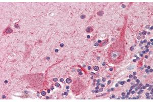 Immunohistochemistry with Human Braun, cerebellum tissue at an Antibody concentration of 5. (ATF4 抗体  (N-Term))
