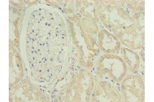 Immunohistochemistry of paraffin-embedded human kidney tissue using ABIN7163733 at dilution of 1:100 (POGZ 抗体  (AA 1-300))