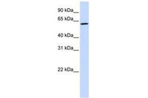 Image no. 1 for anti-Ecto-NOX Disulfide-Thiol Exchanger 1 (ENOX1) (AA 468-517) antibody (ABIN6740698) (ENOX1 抗体  (AA 468-517))