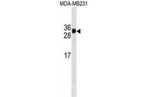 HKLK3 Antibody  (ABIN1538730 and ABIN2837840) western blot analysis in MDA-M cell line lysates (35 μg/lane). (Prostate Specific Antigen 抗体  (AA 220-250))