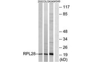 Western blot analysis of extracts from A549/293/COLO cells, using RPL28 Antibody. (RPL28 抗体  (AA 41-90))