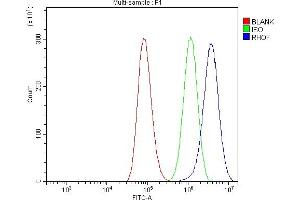 Flow Cytometry analysis of A549 cells using anti-RHOF antibody (ABIN7601568).