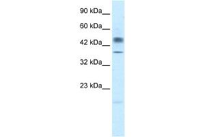 WB Suggested Anti-POU3F1 Antibody Titration:  2.